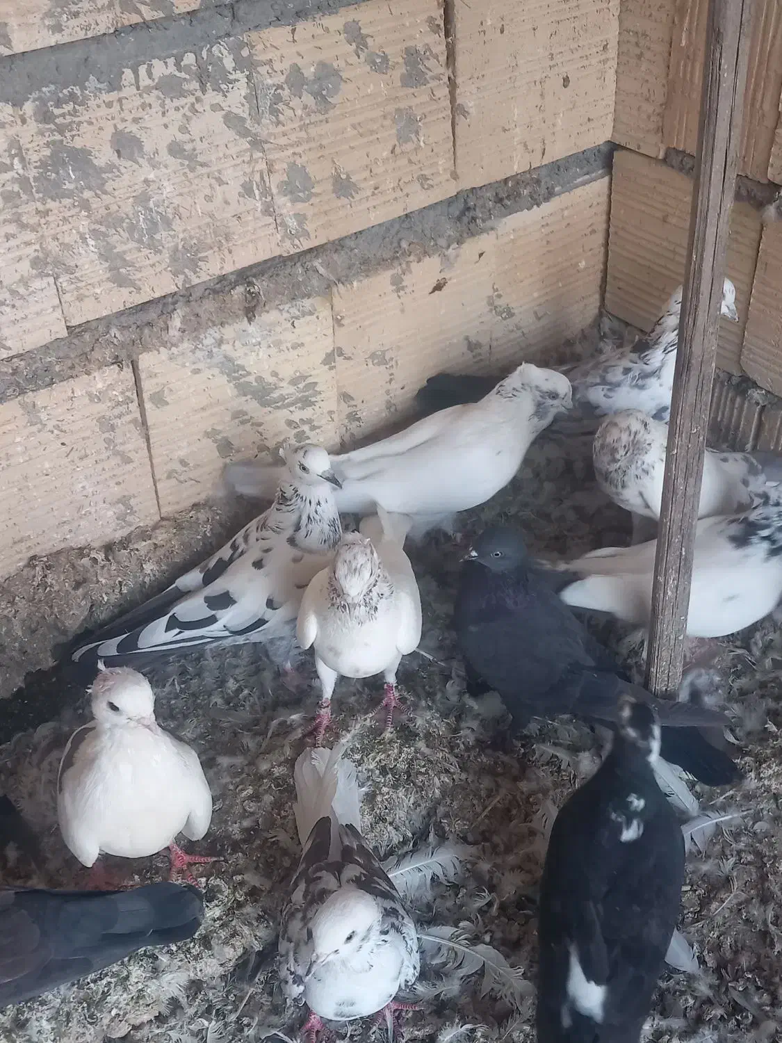 کبوتر پرشی چاهستان بارجدید|پرنده|بندرعباس, |دیوار