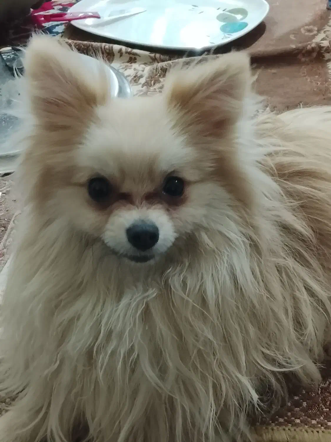 پامرخرسی اصلی|سگ|اصفهان, شیخ اشراق|دیوار