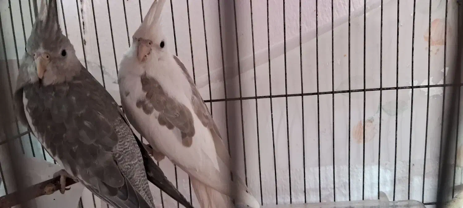 دو تاعروس هلندی البیتو یا سفید|پرنده|جوانرود, |دیوار