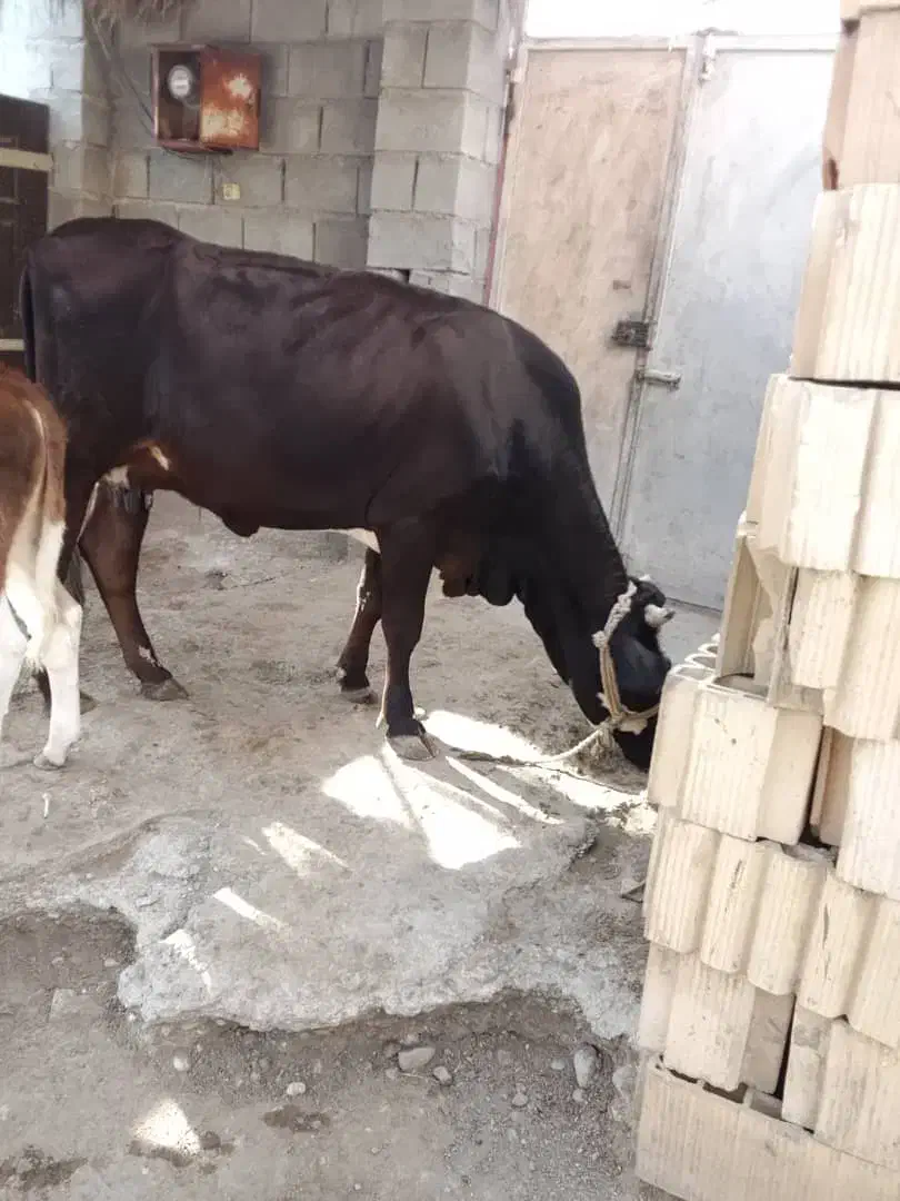 گاو|حیوانات مزرعه|میناب, |دیوار