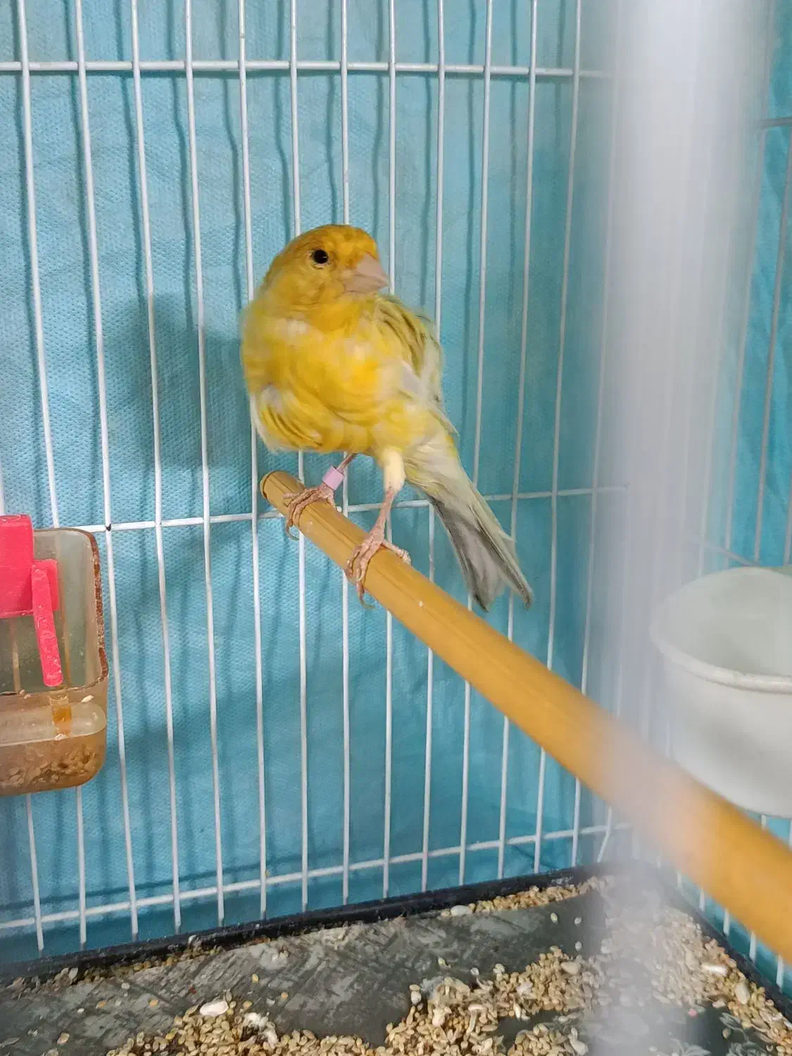 قناری نروماده بسیار آماده به شرط میدم|پرنده|مشهد, قائم|دیوار