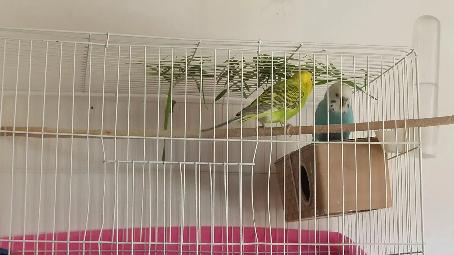 یک جفت مرغ عشق|پرنده|بجنورد, |دیوار