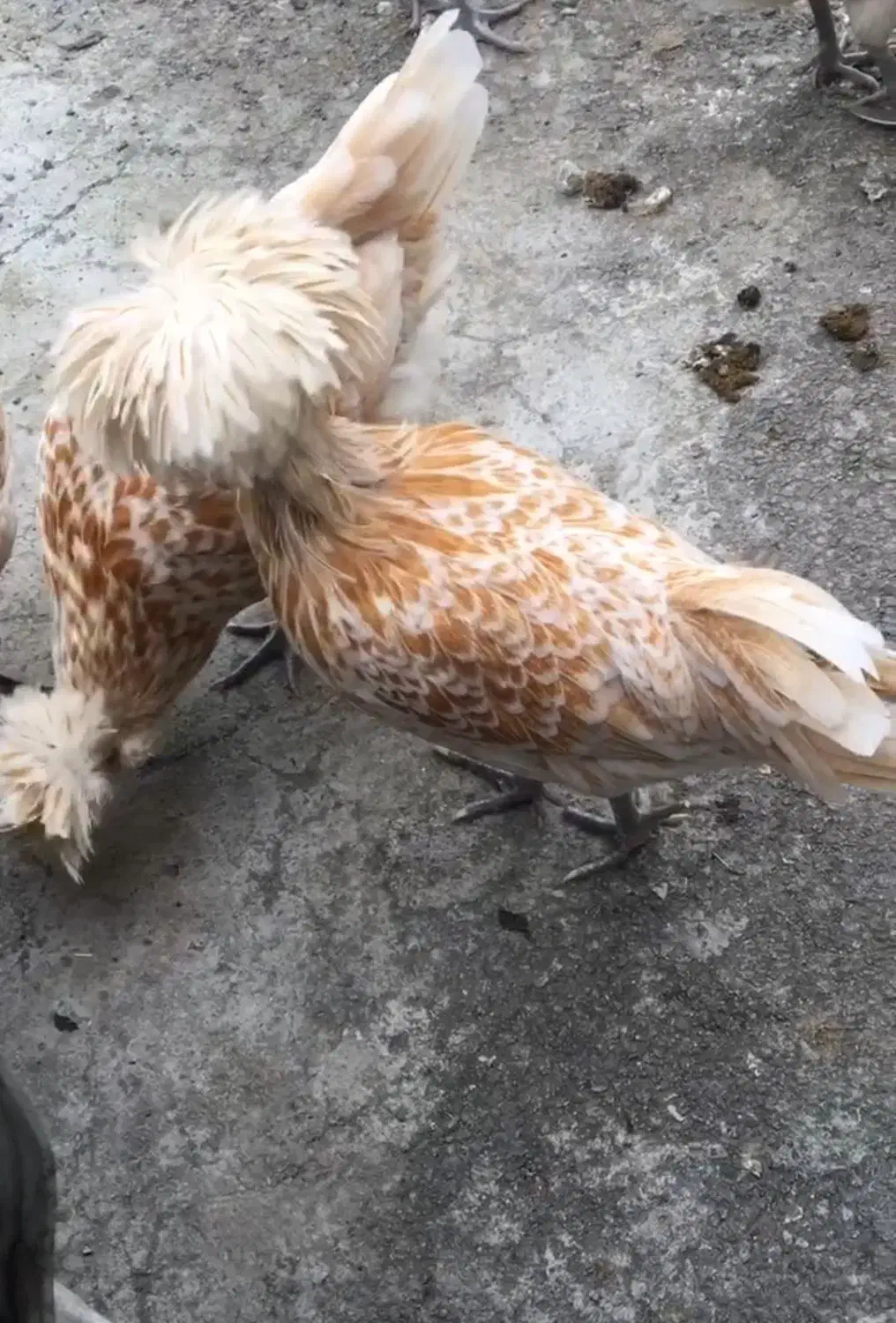 مرغ و خروس|حیوانات مزرعه|نوشهر, |دیوار