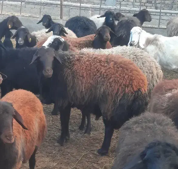 قوچ هترو شیشک|حیوانات مزرعه|نوشین شهر, |دیوار