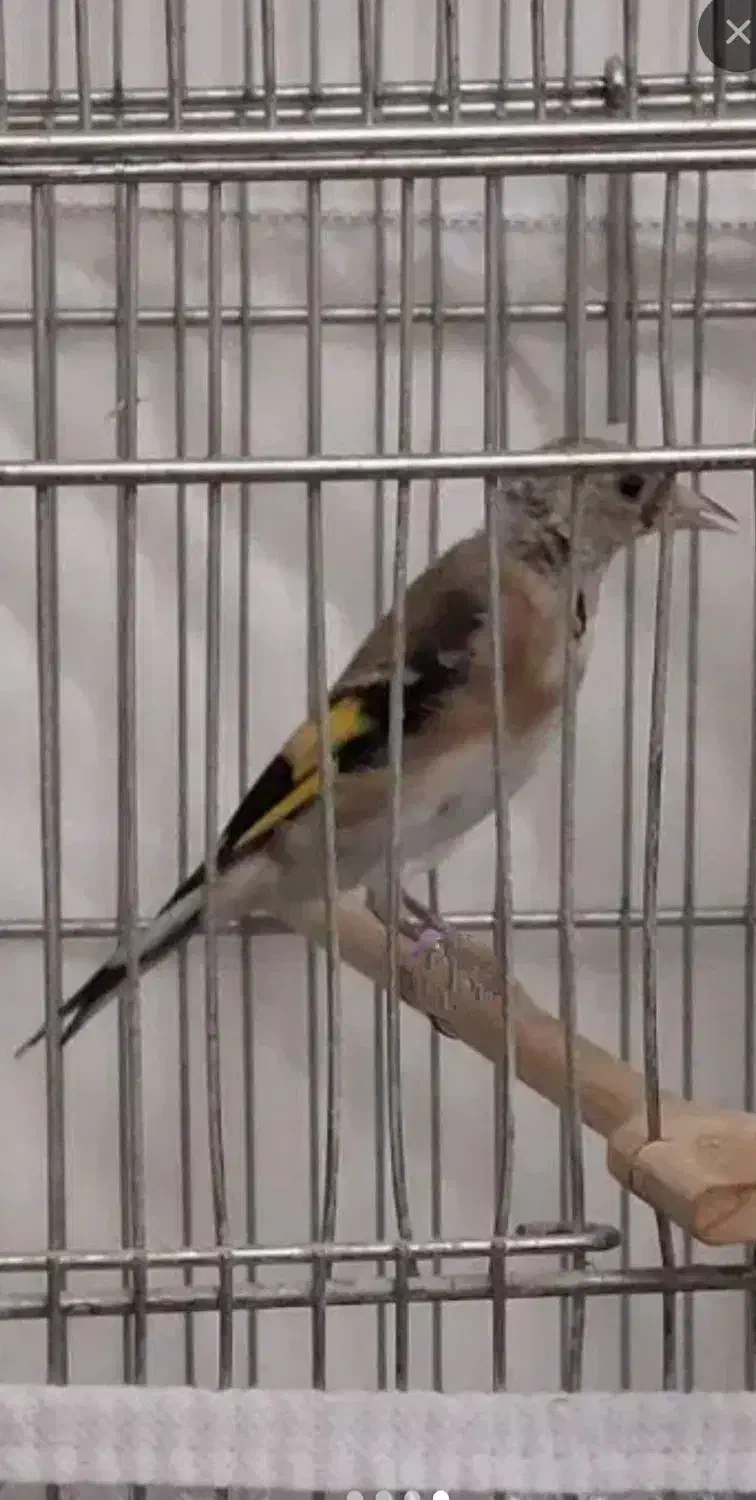 سهره نر جوجه قفس نوک و پاها سفید سفید بافلیم|پرنده|تبریز, |دیوار