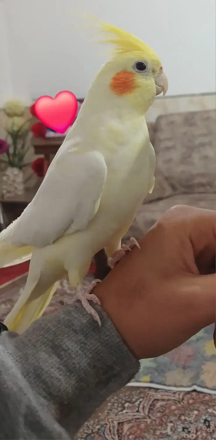 عروس هلندی|پرنده|ساوه, |دیوار