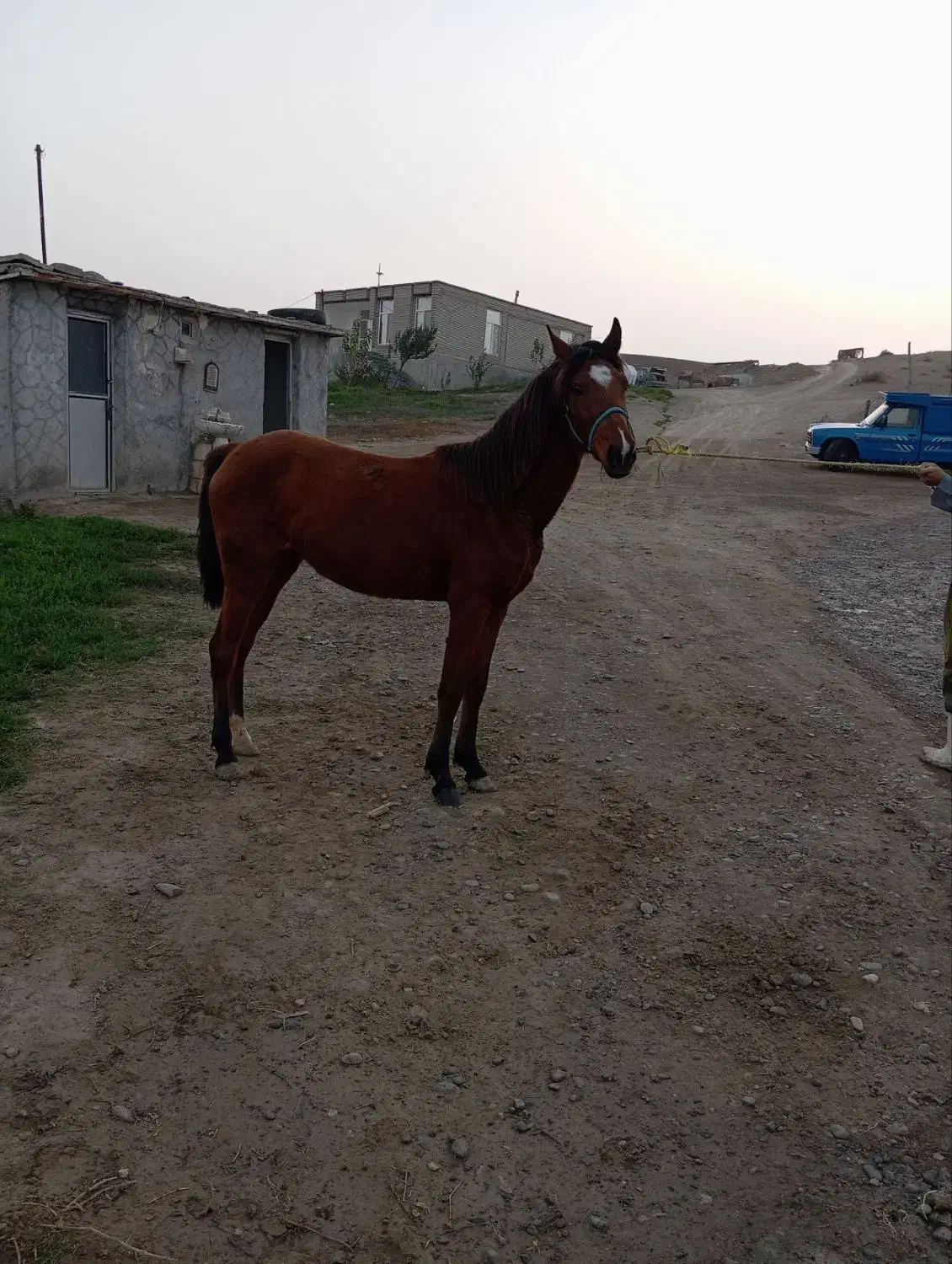 اسب مادیان|اسب و تجهیزات اسب‌سواری|مشگین شهر, |دیوار