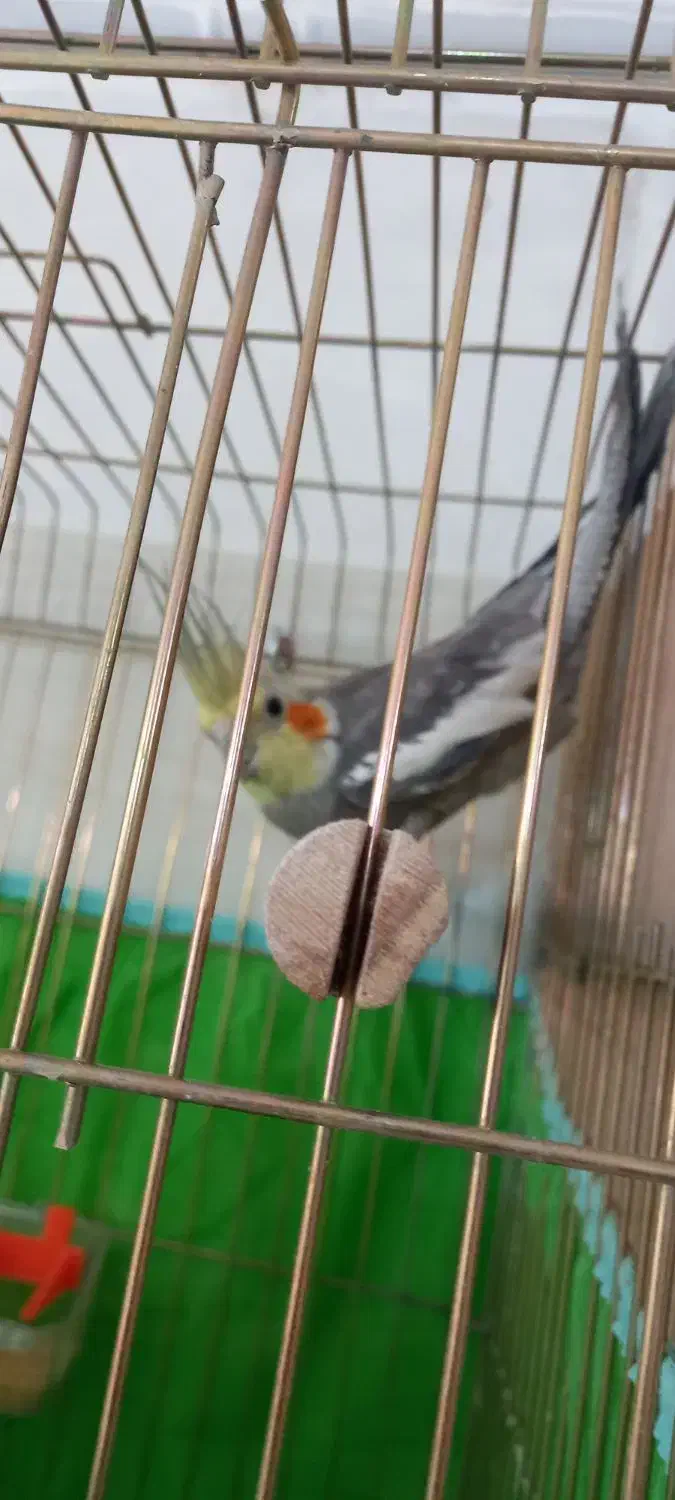 قفس و عروس هلندی460تومن|لوازم جانبی حیوانات|یزد, |دیوار