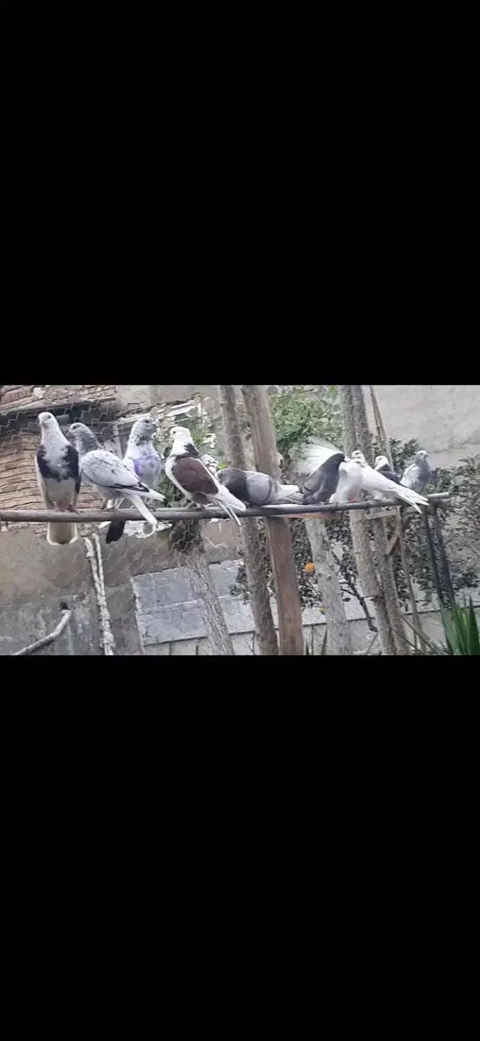 کبوتر زاغ و تعدای پرشی ساعت سنگین مهرتیر ماه|پرنده|مرزیکلا, |دیوار