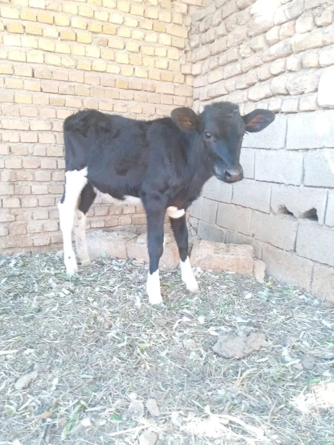 گوساله|حیوانات مزرعه|تهران, گیشا|دیوار