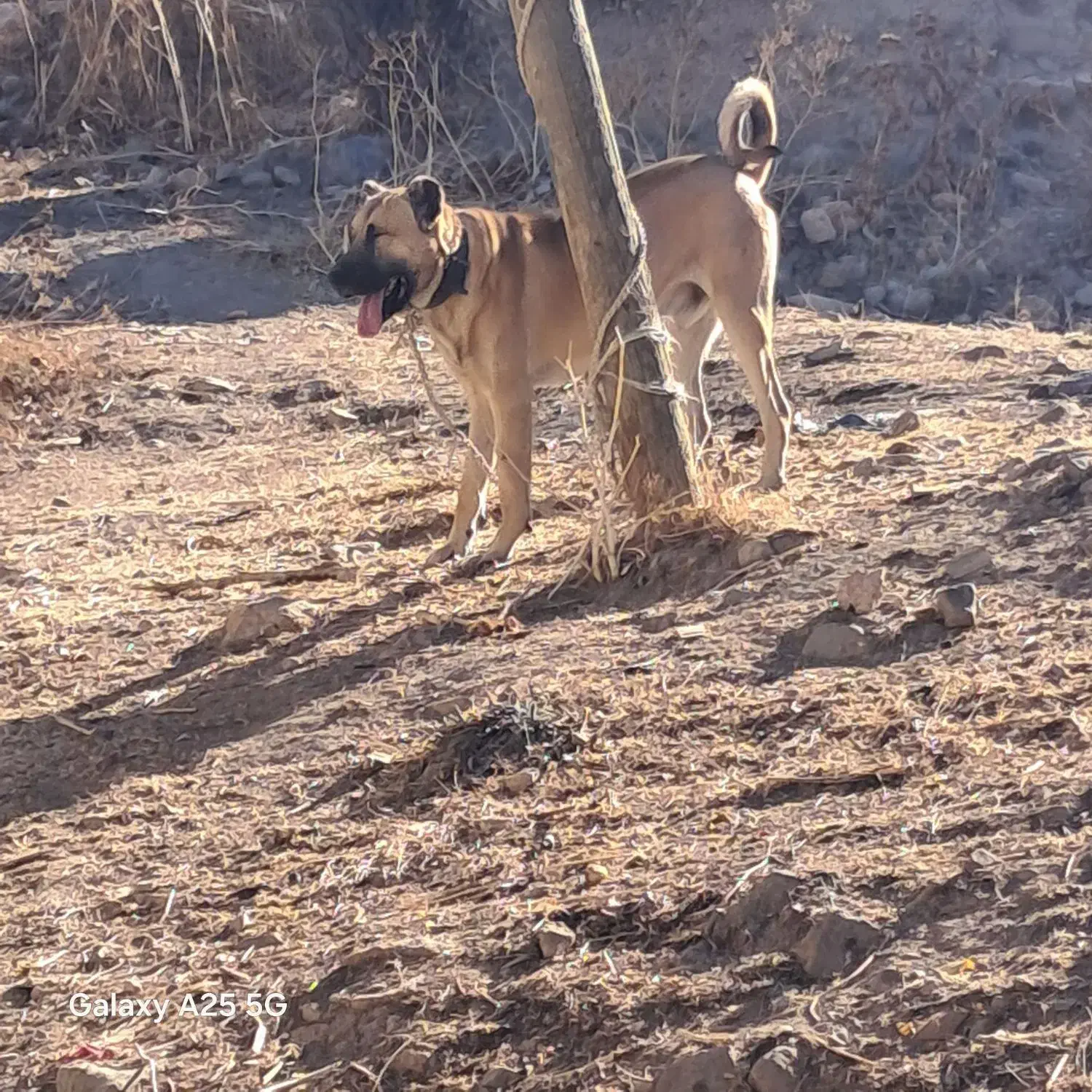 واگذاری سگ سراب|سگ|تبریز, |دیوار