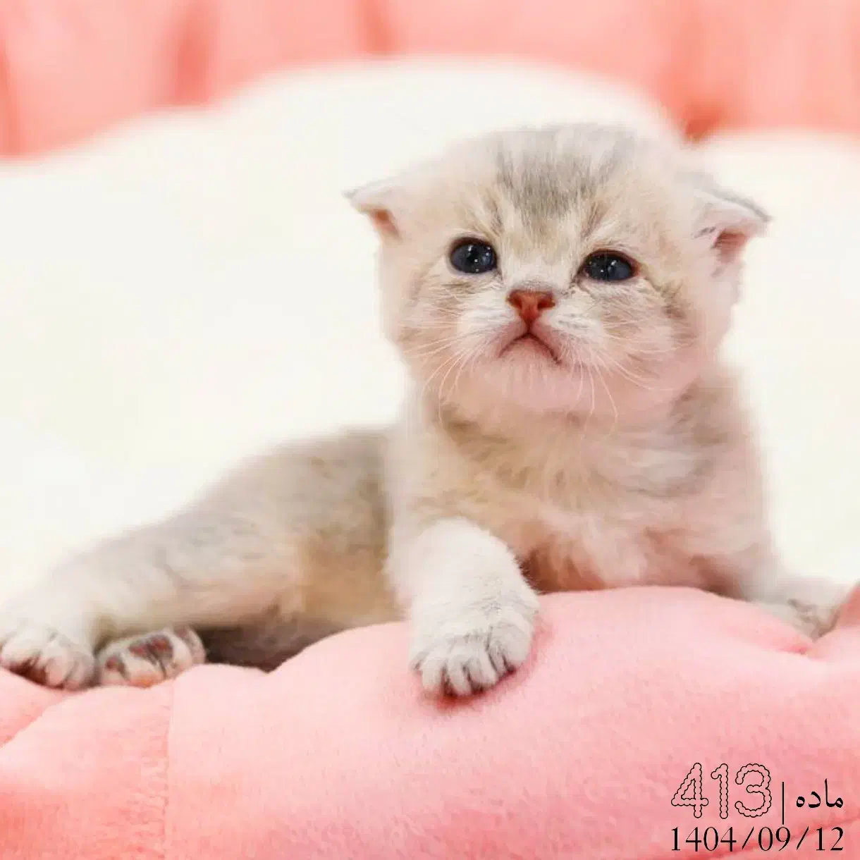 فروشگاه میوشاپ گربه اسکاتیش/بریتیش/پرشین|گربه|تبریز, |دیوار