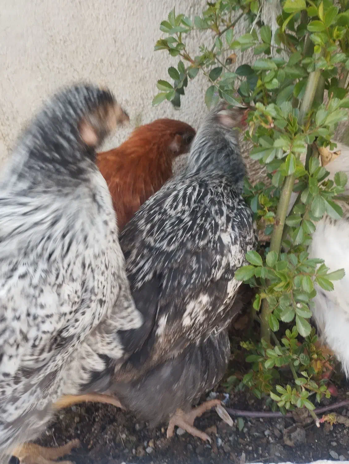 مرغ|حیوانات مزرعه|سقز, |دیوار