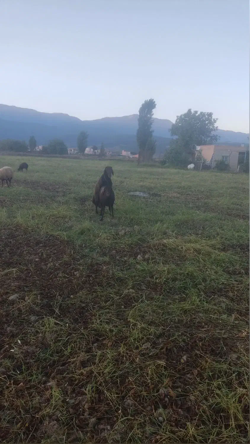 یک عدد بره قوچ|حیوانات مزرعه|گرگان, |دیوار