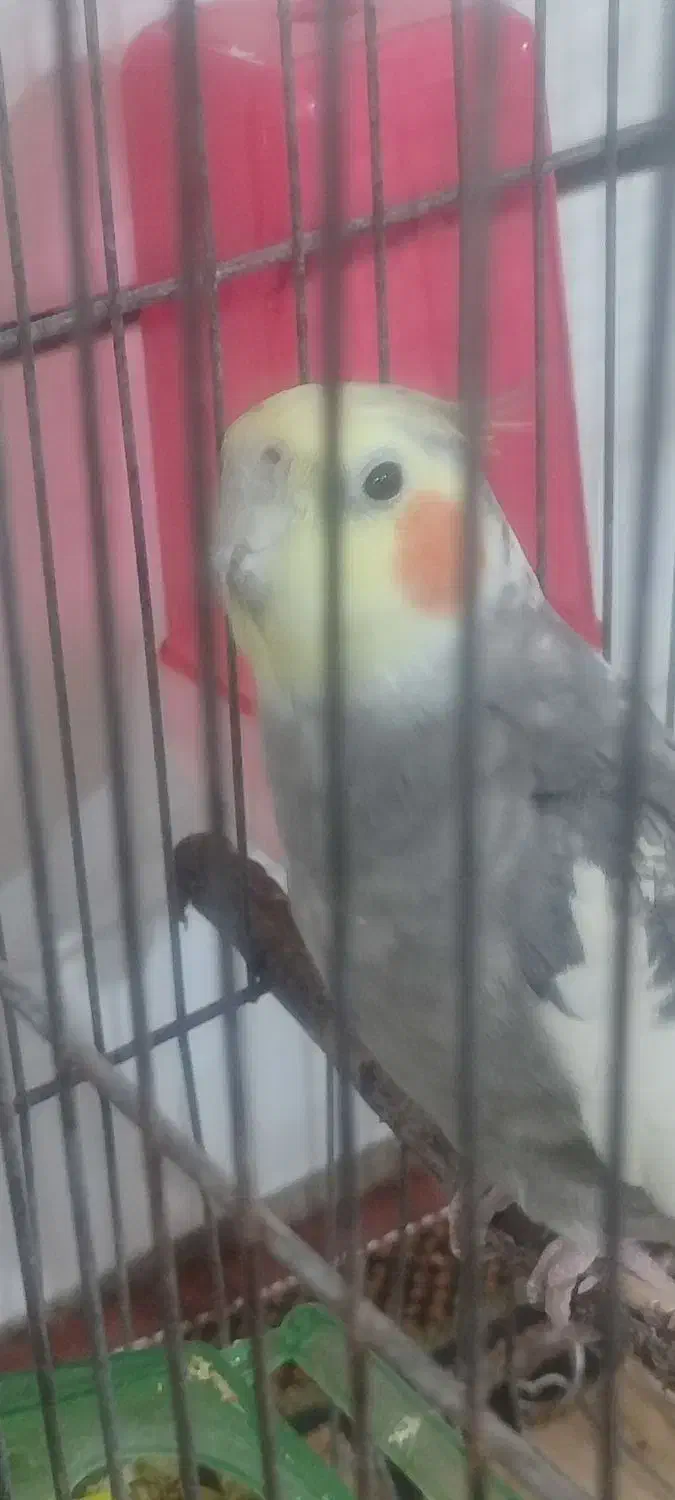 عروس هلندی نر|پرنده|ازنا, |دیوار