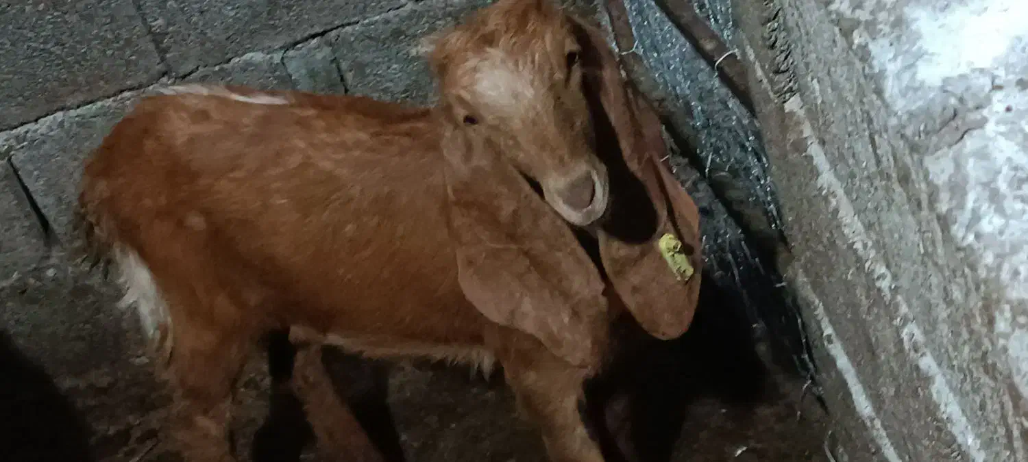 سه عدد بز پاکستانی|حیوانات مزرعه|جلین, |دیوار