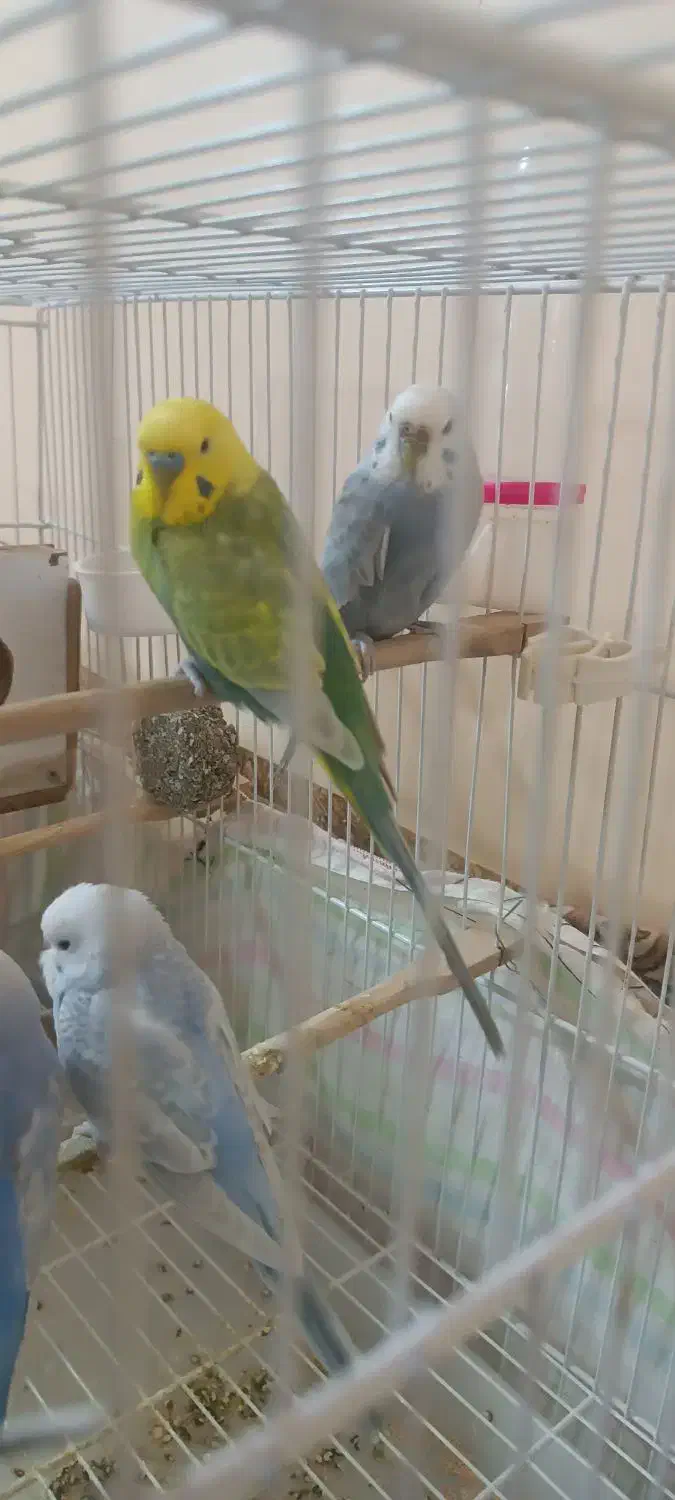 اسباب|اسباب‌بازی بچه|شادگان, |دیوار