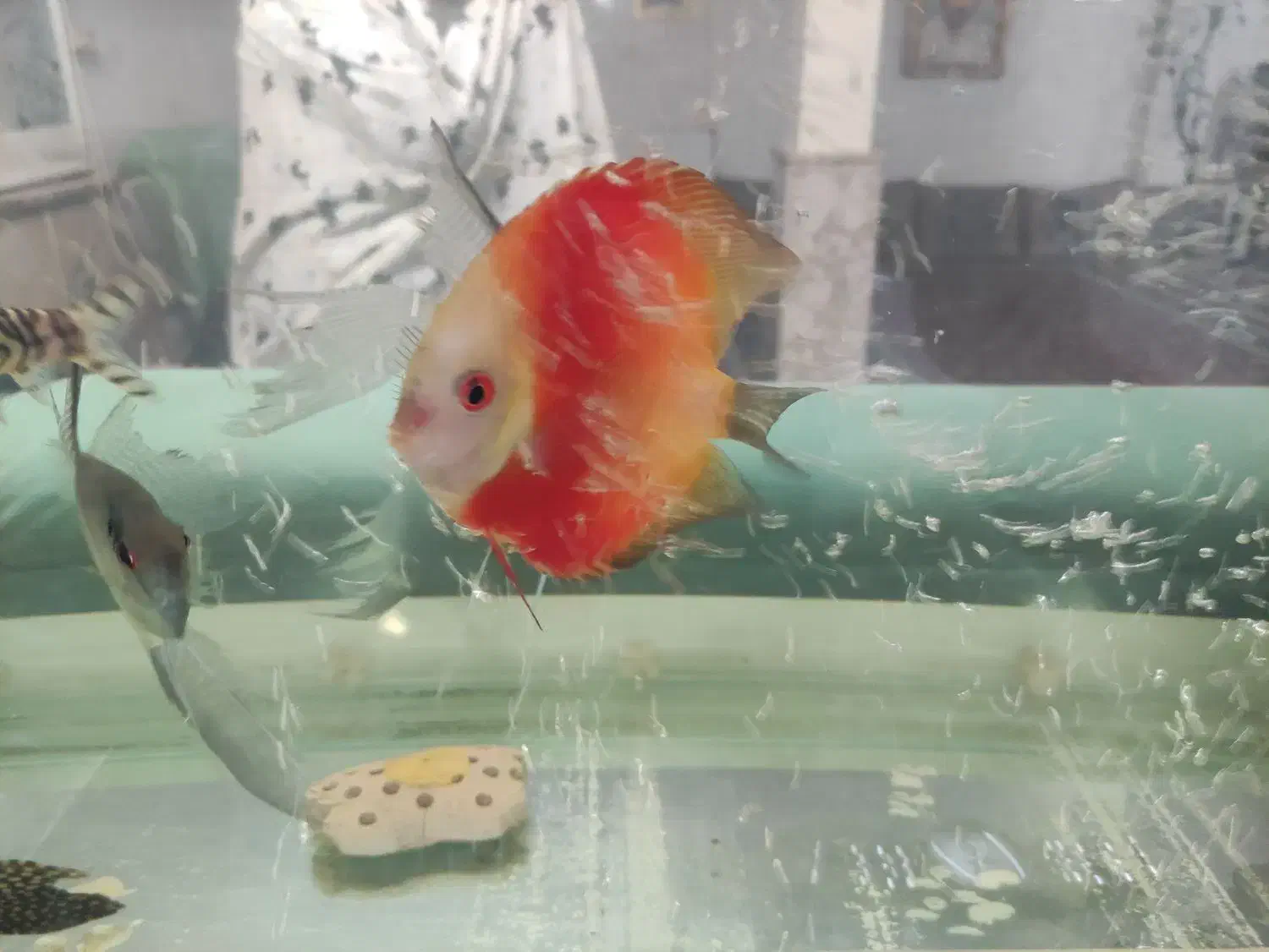 آکواریوم همراه با وسایل|ماهی|مشهد, شهید بهشتی|دیوار