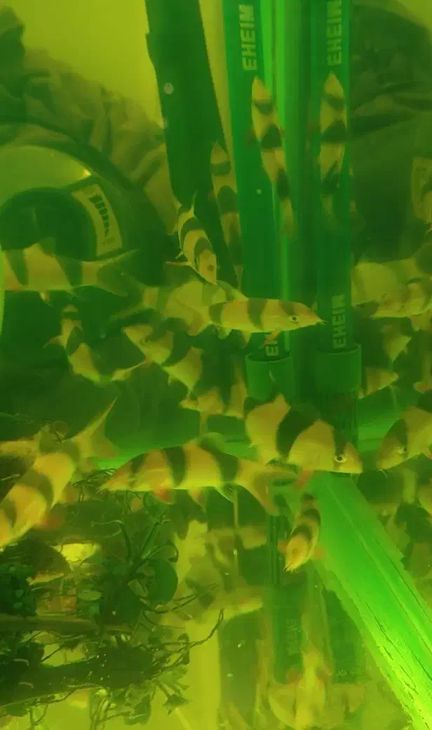 لوچ دلقک|ماهی|تهران, کوثر|دیوار