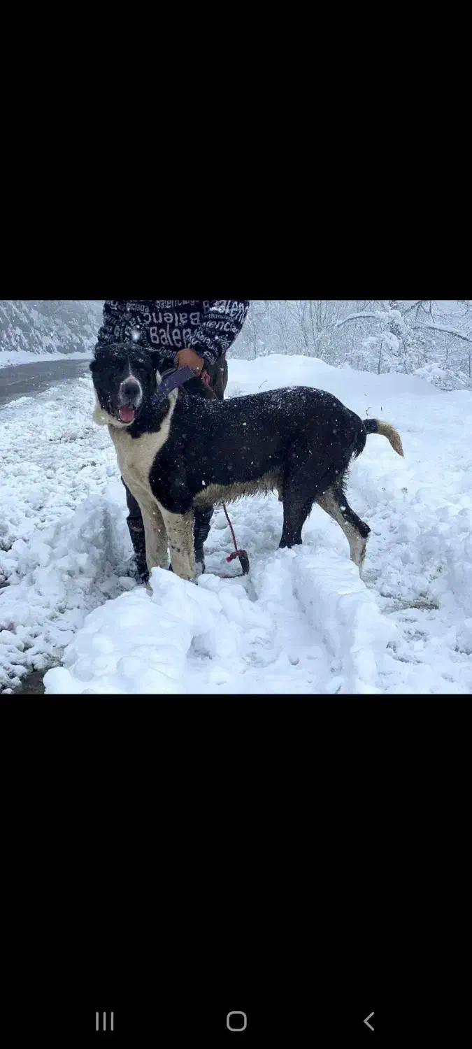 سگ سرابی سن ۴ سال|سگ|چابکسر, |دیوار