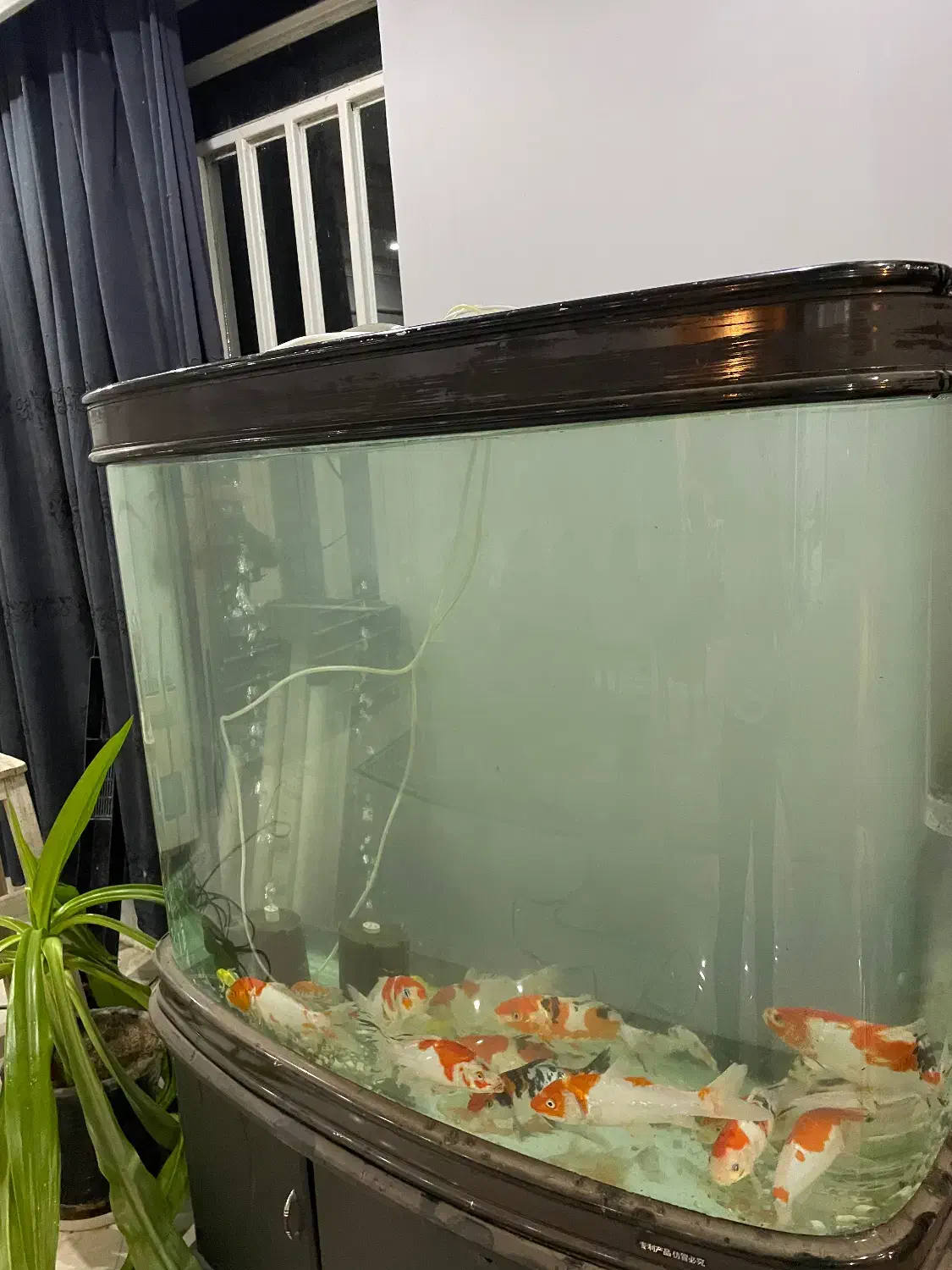 اکواریوم شیشه خم|ماهی|اصفهان, دنارت|دیوار