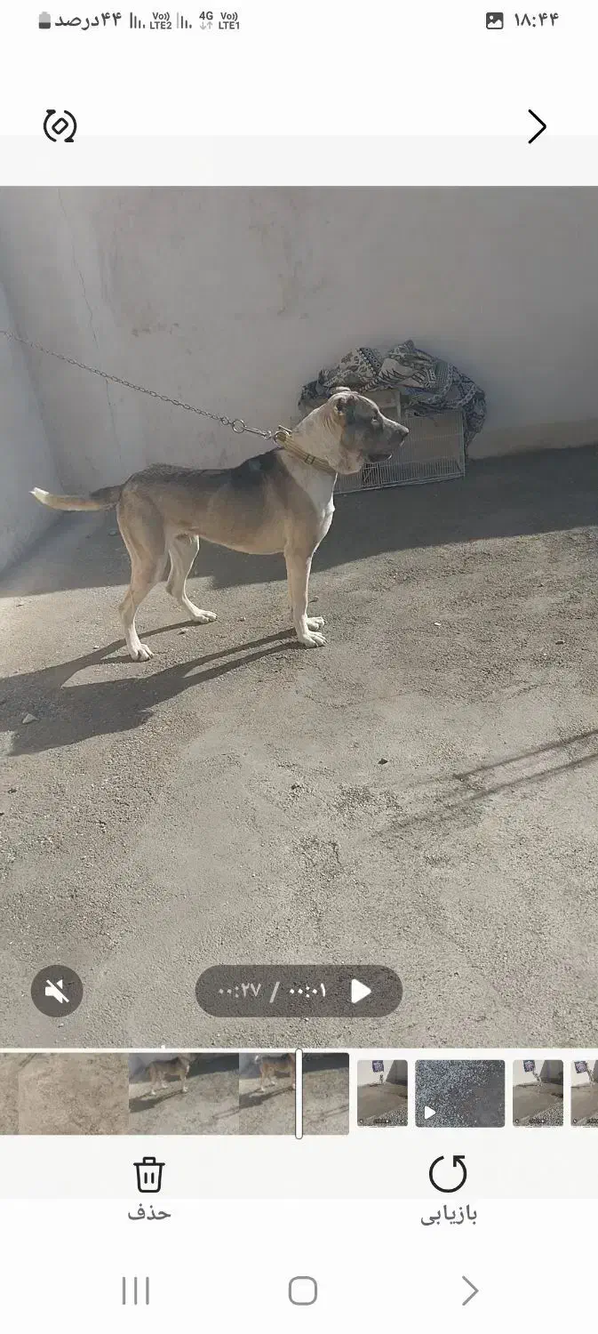 سگ سرابی|سگ|نسیم‌شهر, |دیوار