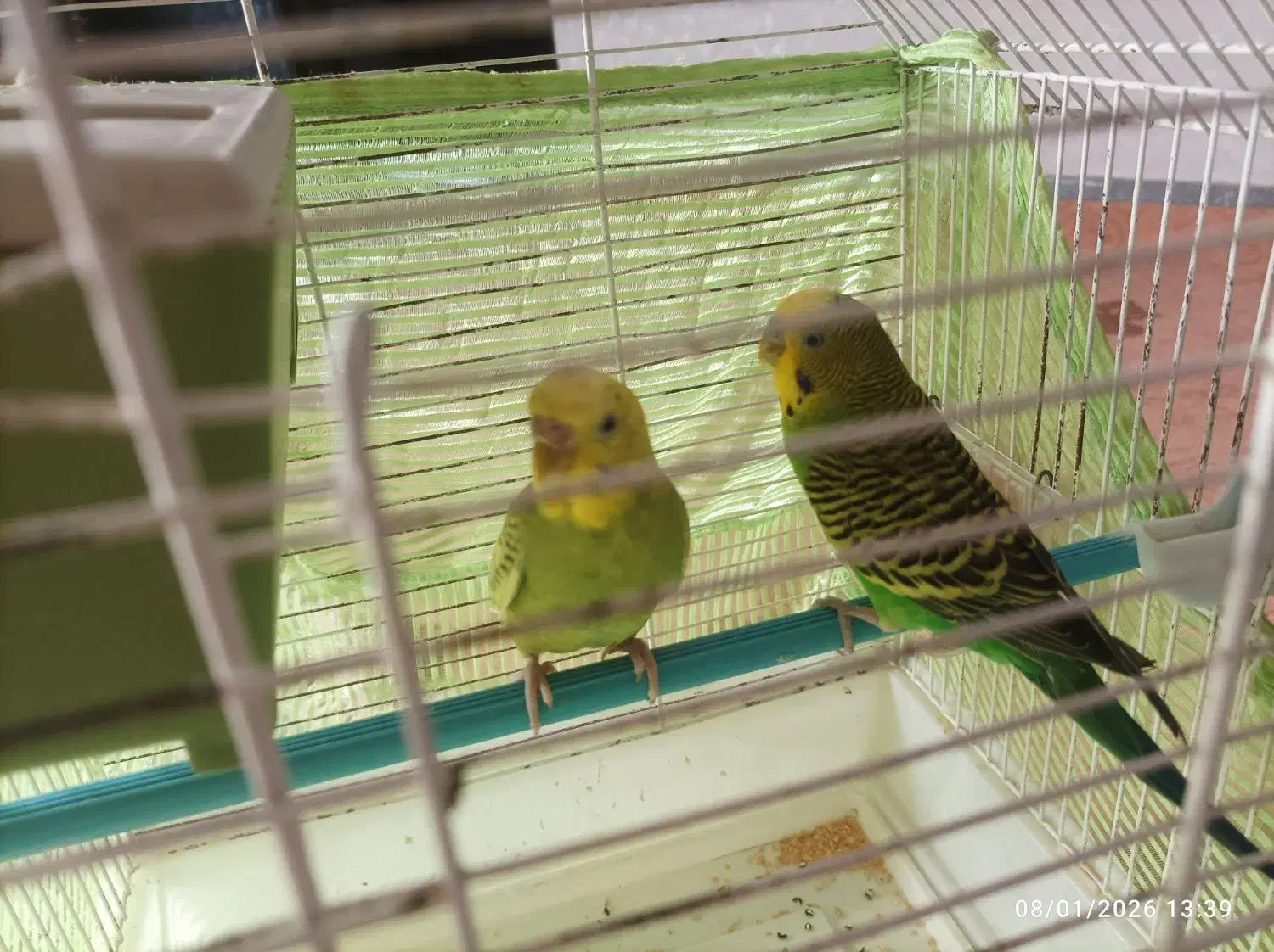 مرغ عشق مولد|پرنده|مشگین شهر, |دیوار