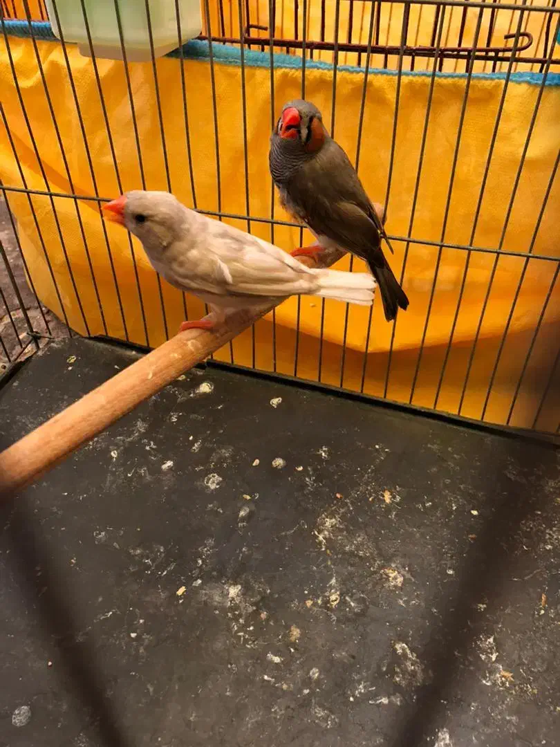 فنچ|پرنده|بندرعباس, |دیوار