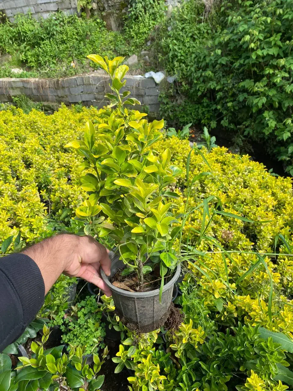 شمشادطلایی|گل و گیاه طبیعی|کلاچای, |دیوار