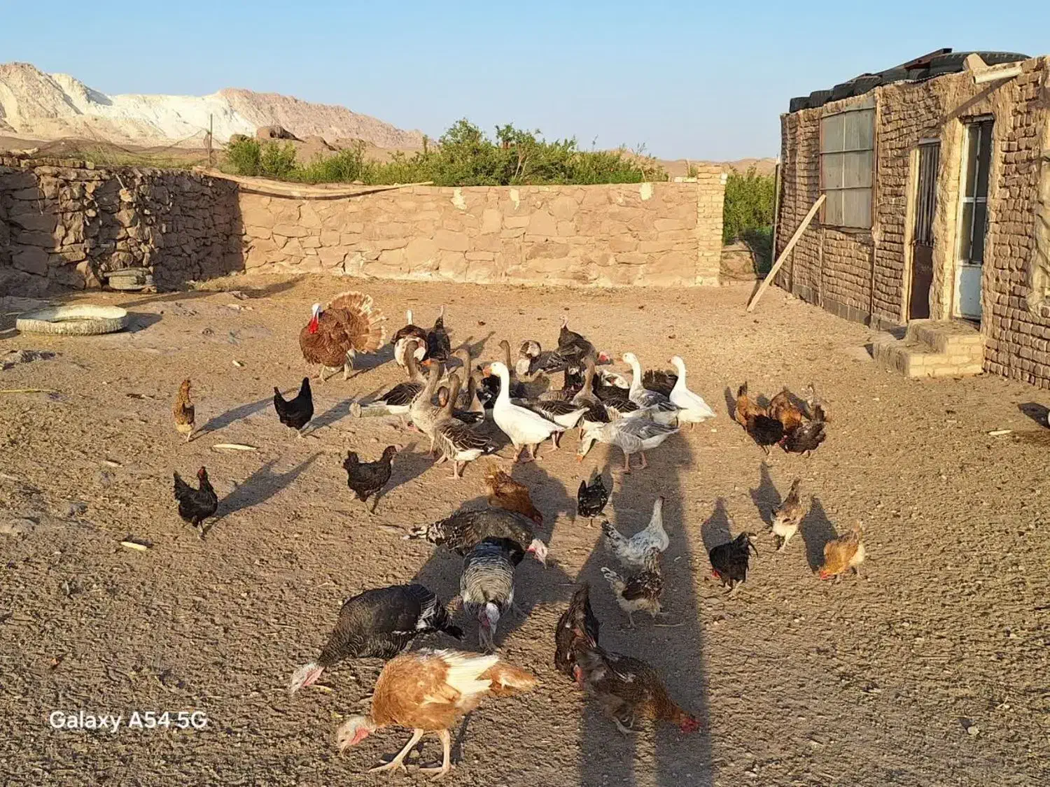 تعدادی غاز وبوقلمون|حیوانات مزرعه|قم, نیروگاه|دیوار