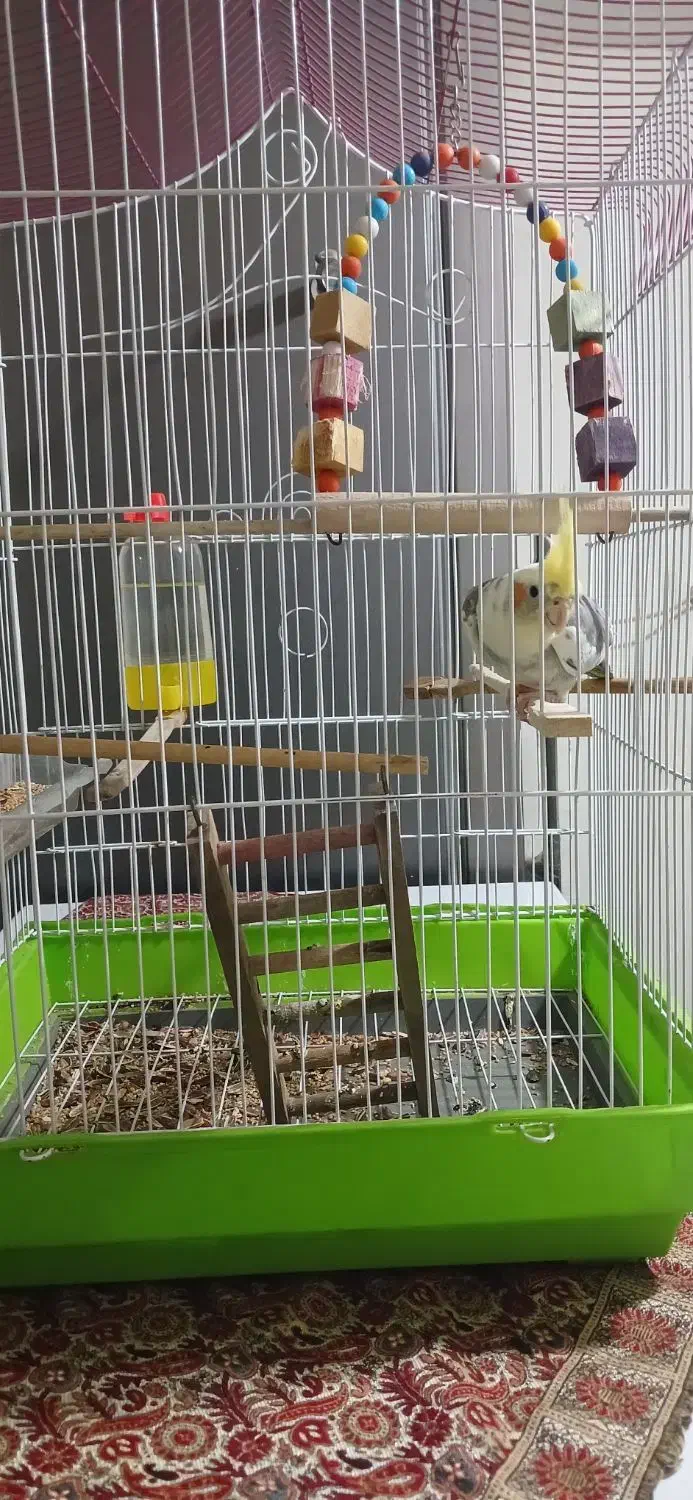 طوطی|پرنده|قزوین, |دیوار