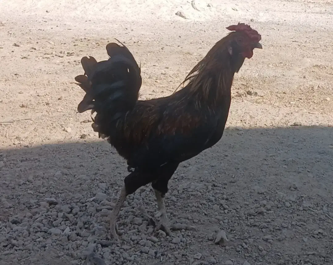 جوجه خروس محلی اصل دارویی و نگهداری|حیوانات مزرعه|مرودشت, رودبال|دیوار