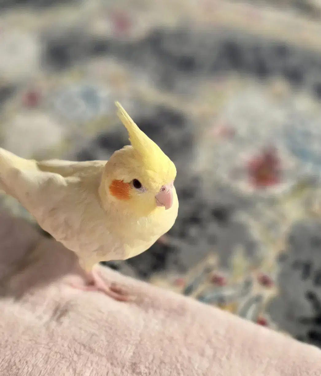 یک جفت عروس هلندی فروشی|پرنده|کاشان, مصلی|دیوار