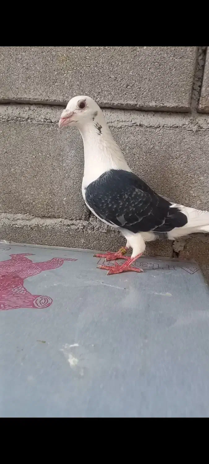 گراف نر|پرنده|تربت جام, حافظ|دیوار