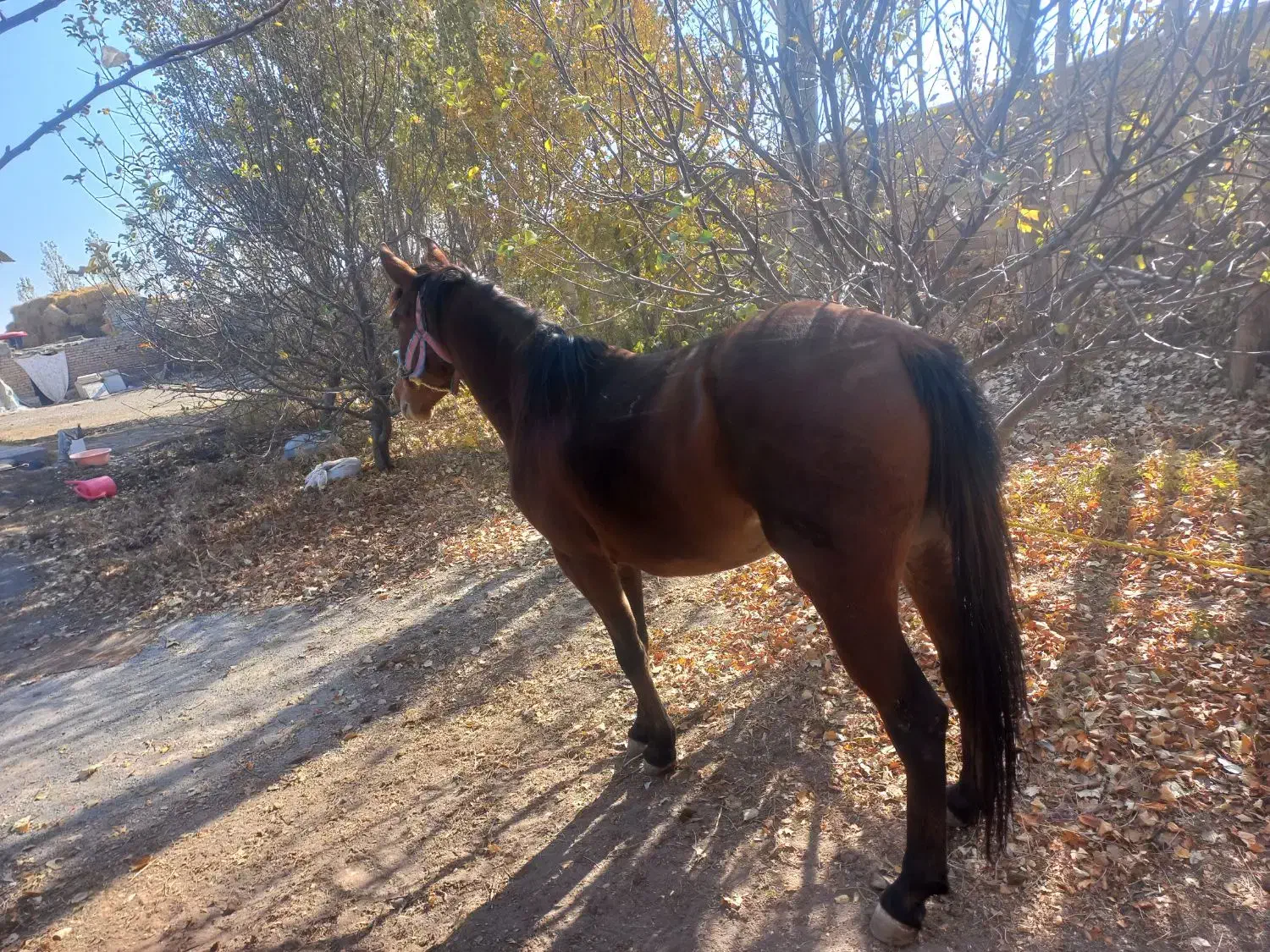 اسب مادیان|اسب و تجهیزات اسب‌سواری|سراب, |دیوار