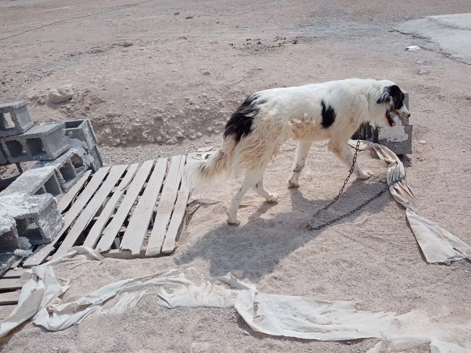 سگ ترکی|سگ|برازجان, |دیوار