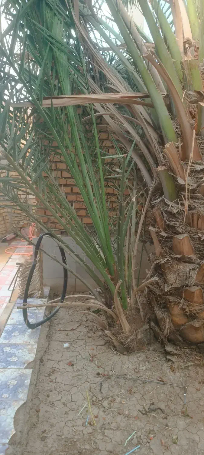 نخل برهی|گل و گیاه طبیعی|آبادان, |دیوار