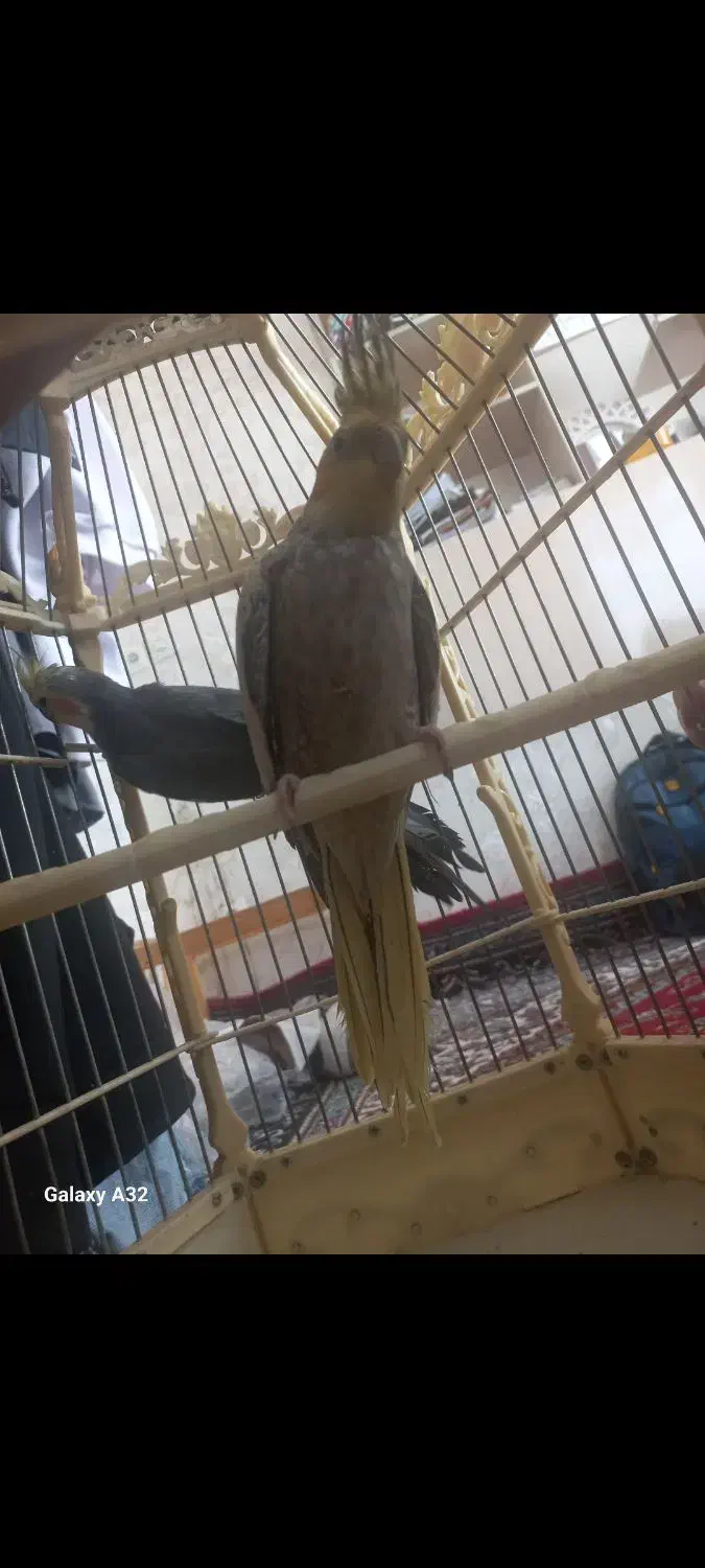 جفت عروس هلندی|پرنده|تربت‌حیدریه, کاشانی|دیوار