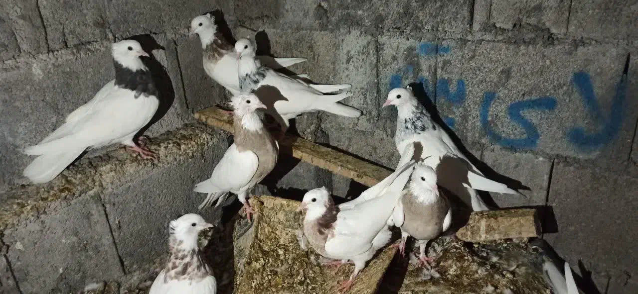 کبوتر طوقی قیمت 450الی 550|حیوانات مزرعه|خورموج, |دیوار