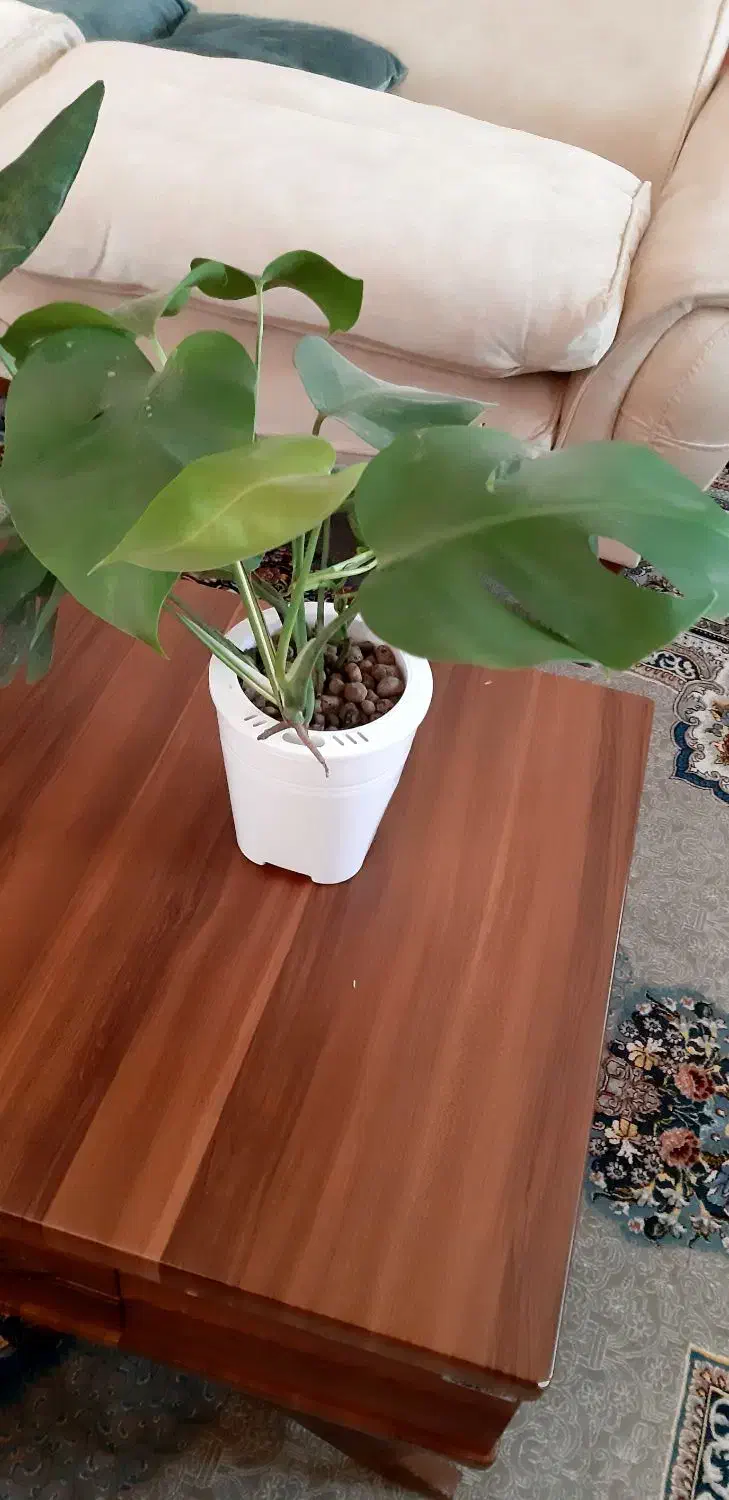 مونسترا هیدروپونیک|گل و گیاه طبیعی|زابل, |دیوار