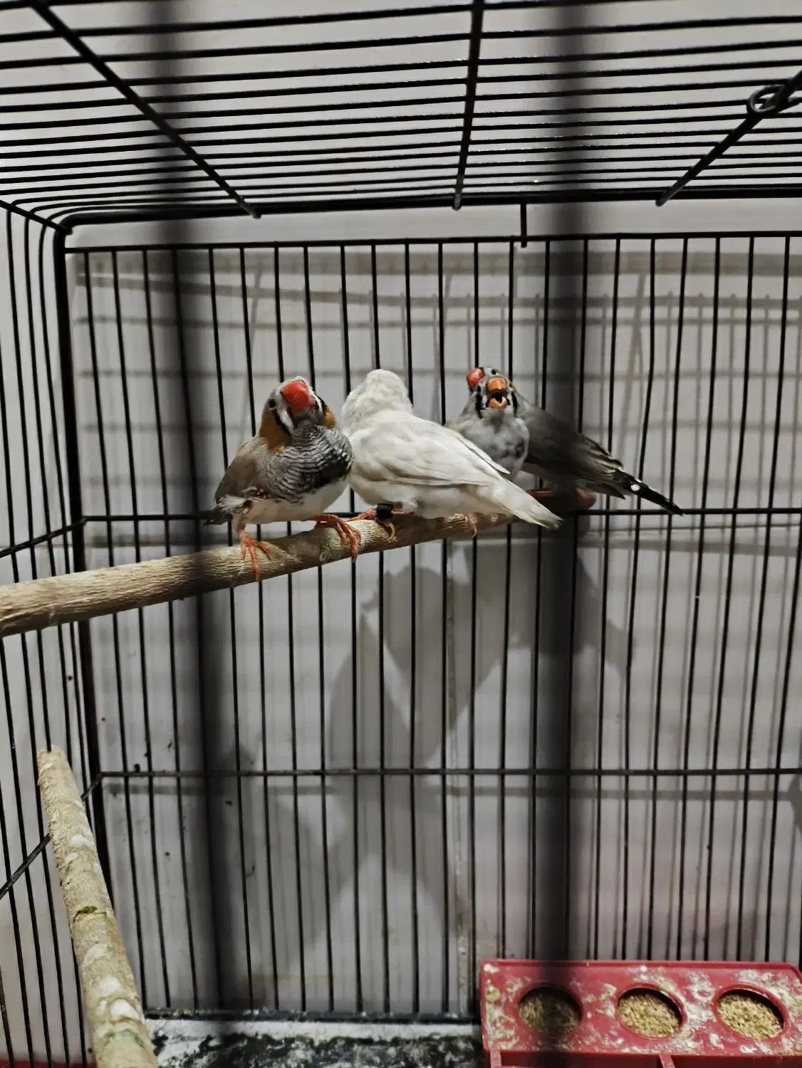 فنچ|پرنده|یزد, |دیوار