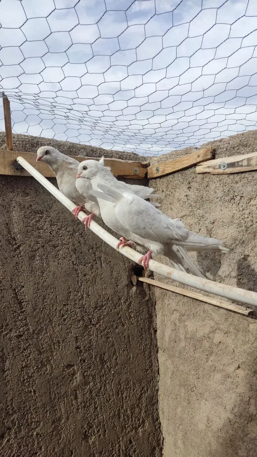 کفتر سفید چشم سفید وزرد .کرمانشهی|پرنده|رفسنجان, |دیوار