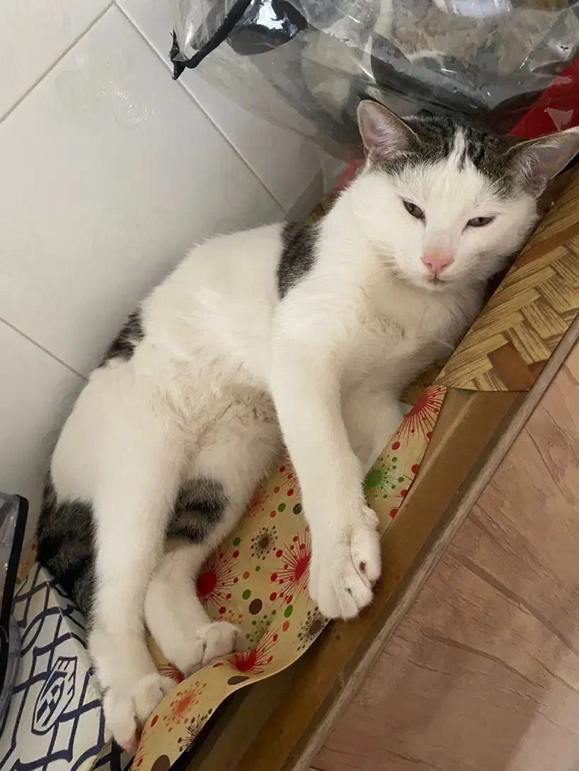 گمشده|حیوانات|بروجرد, |دیوار