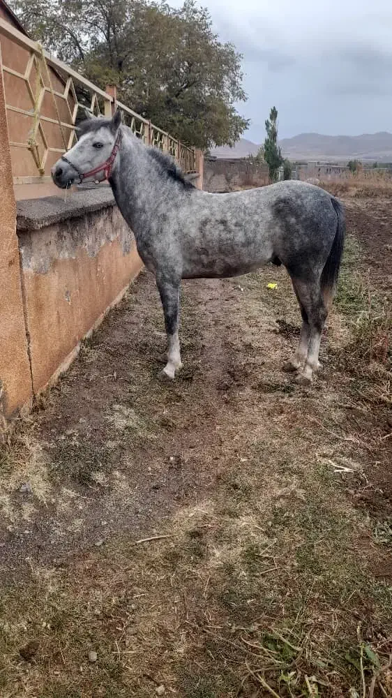 اسب نریان|اسب و تجهیزات اسب‌سواری|ارومیه, |دیوار