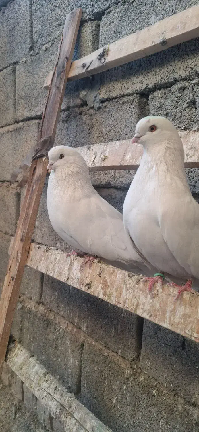 کبوتر|پرنده|مهاجران, |دیوار