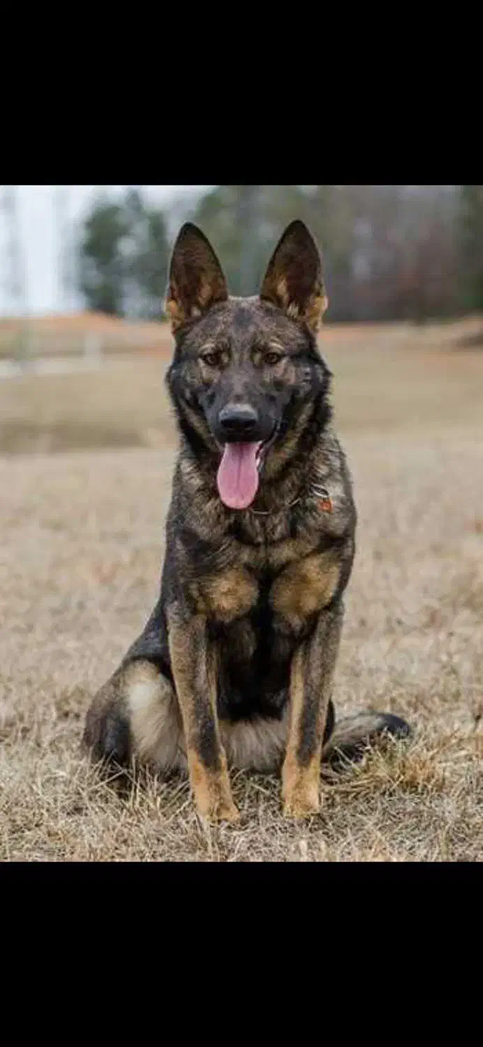 واگذاری مالینویز|سگ|رشت, بوسار|دیوار