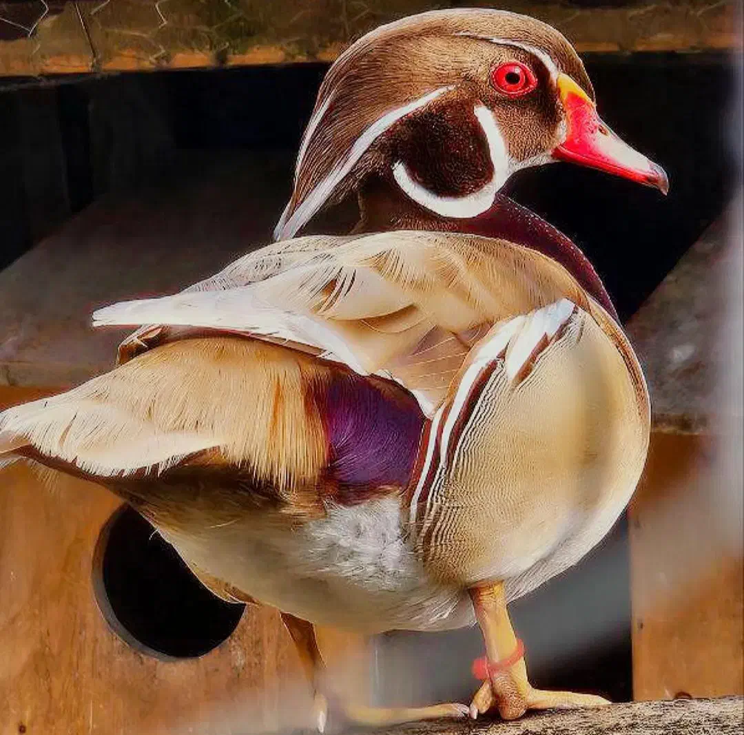 اردک کارولین شکلاتی|حیوانات مزرعه|نوشین شهر, |دیوار