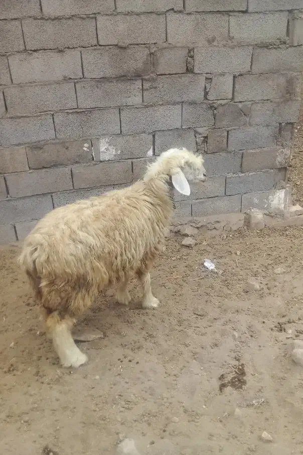 فروش فوری چند راس میش و ی بره ماده.قیمت توافقی|حیوانات مزرعه|مسجد سلیمان, |دیوار