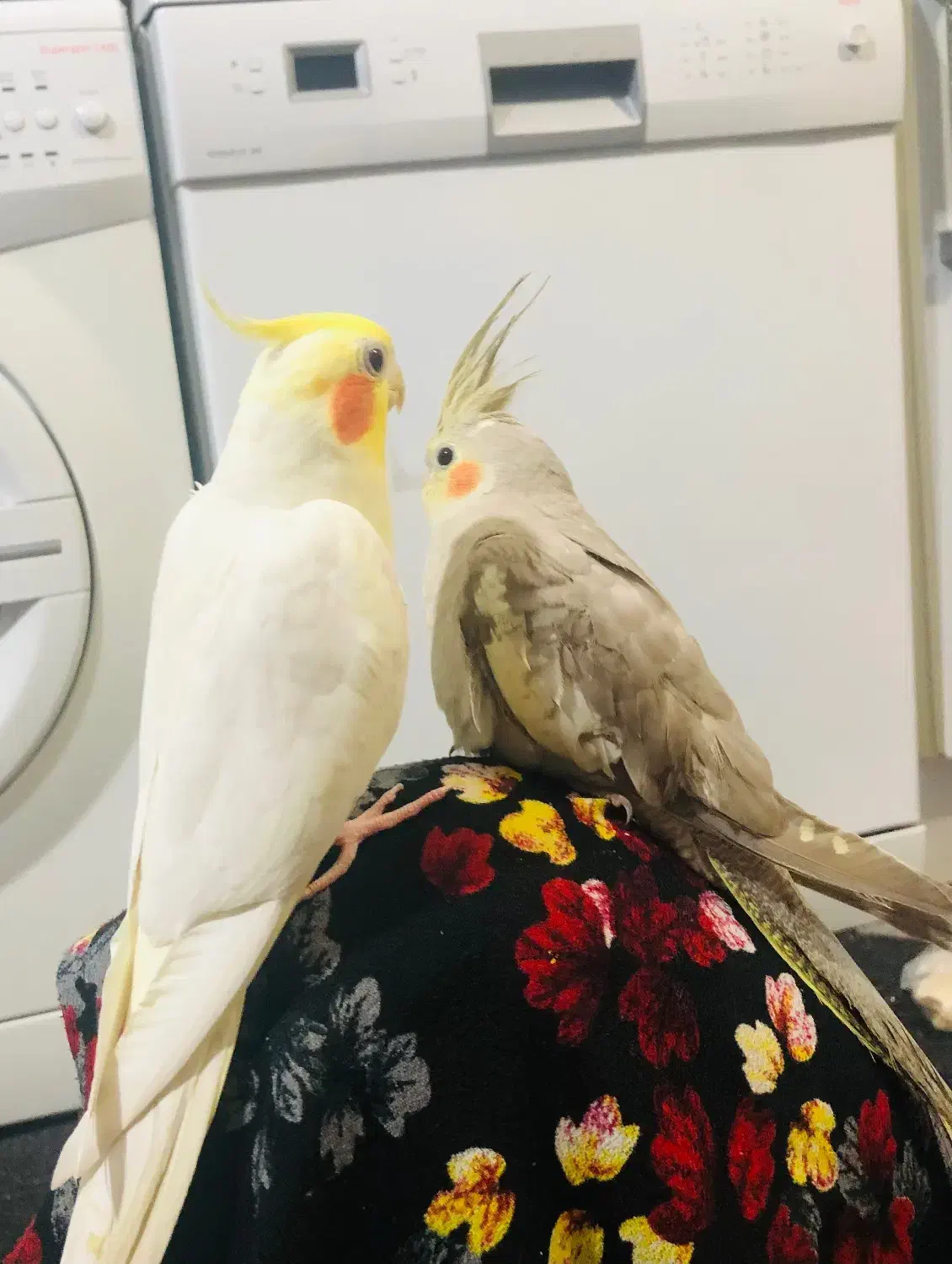 عروس هلندی|پرنده|بندر امام خمینی, |دیوار