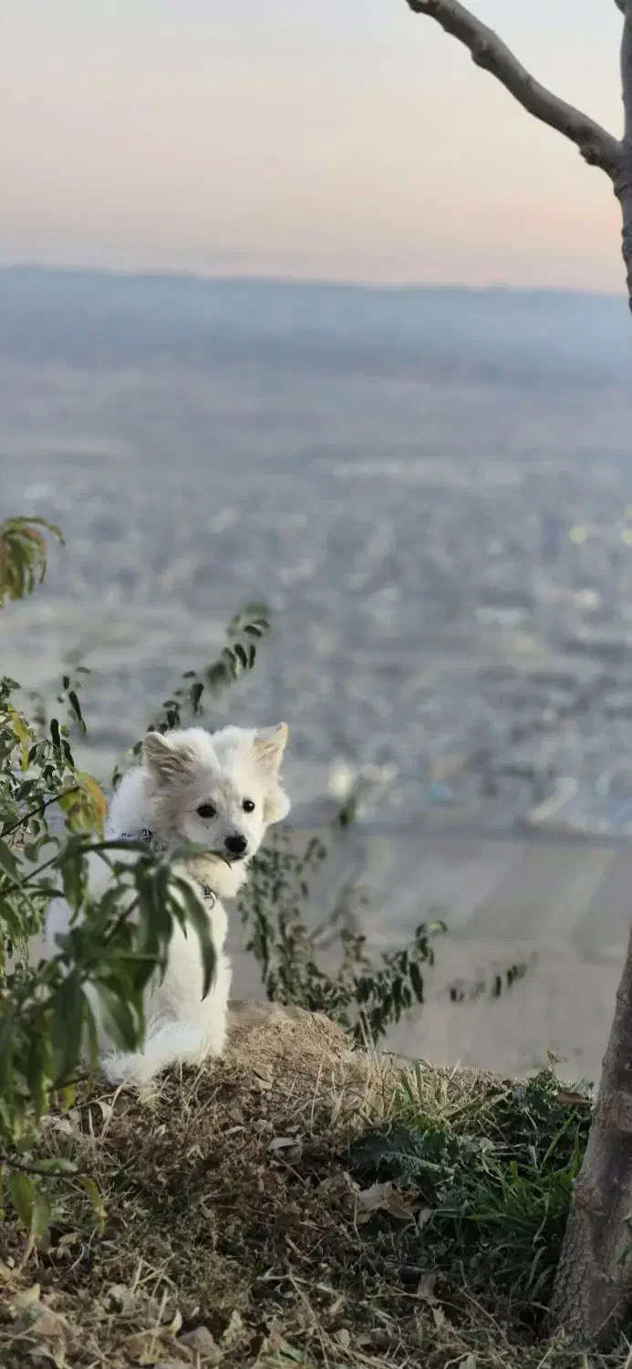 توله سگ|حیوانات|شیروان (خراسان), |دیوار